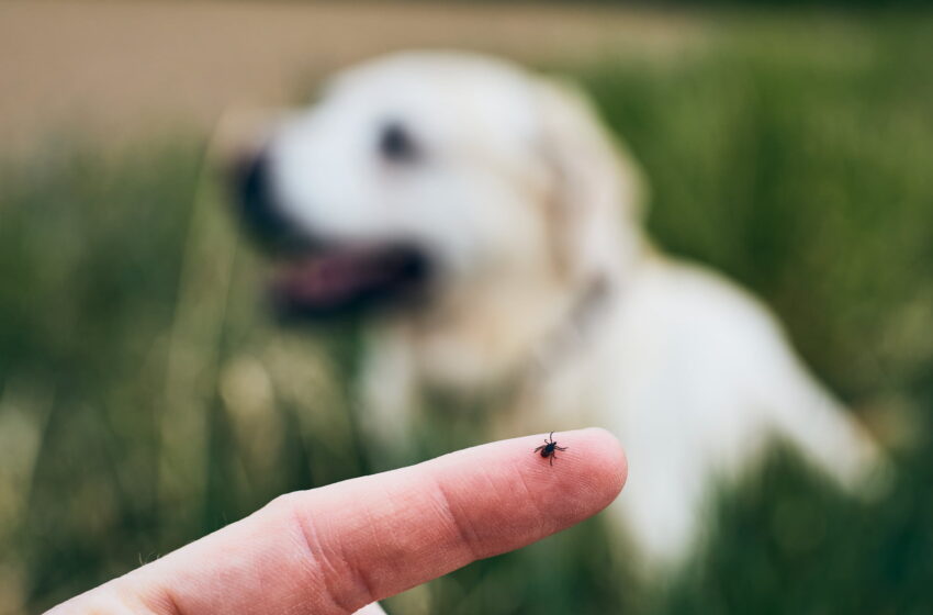  Sezonul căpușelor: cum extragi corect insecta dacă te-a înțepat?